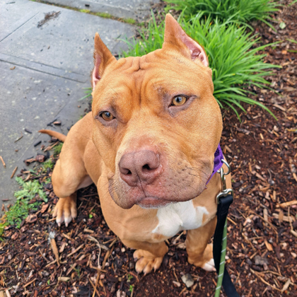 Scrappy-Doo
