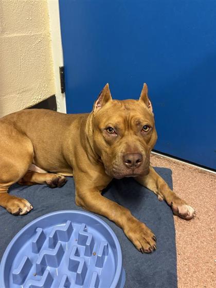 Scrappy-Doo