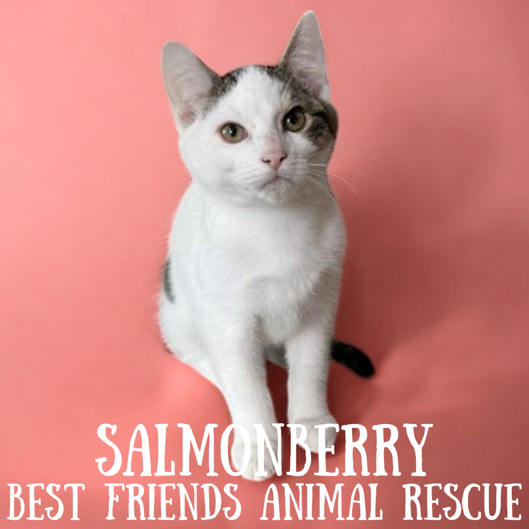 Salmonberry