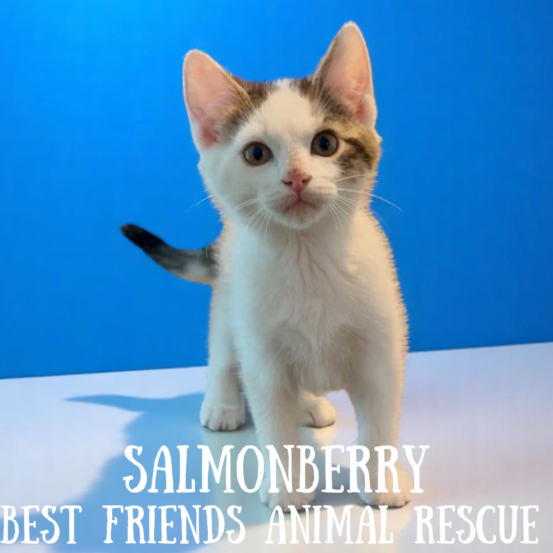 Salmonberry