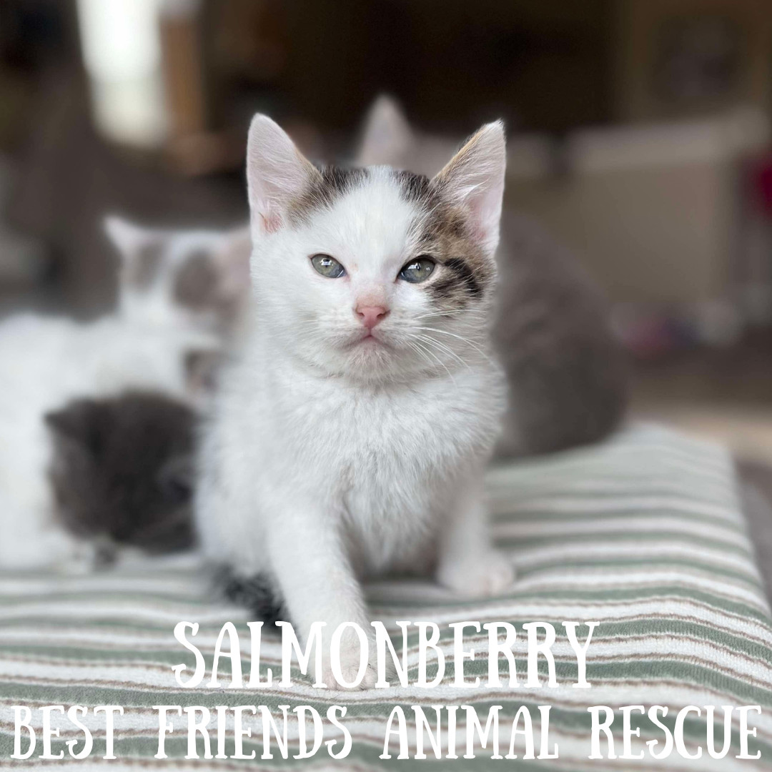 Salmonberry, an adoptable Domestic Short Hair in Wasilla, AK, 99654 | Photo Image 3