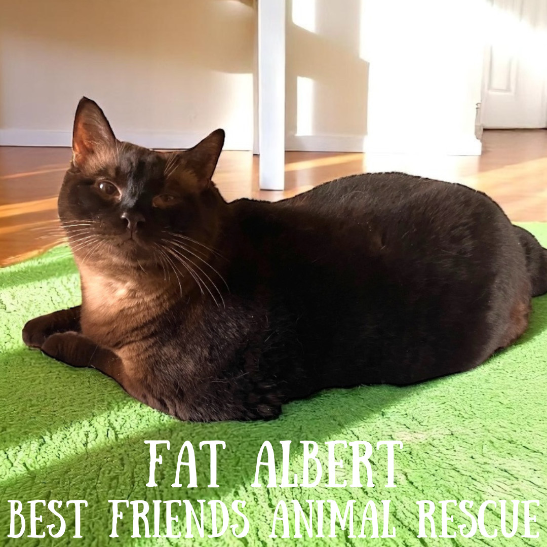 Fat Albert, an adoptable Domestic Short Hair in Wasilla, AK, 99654 | Photo Image 1