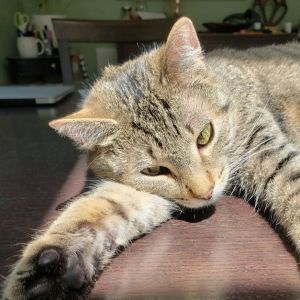 Charlie is a charmer Once shy and uncertain Charlie has truly come out of his shell and now deligh