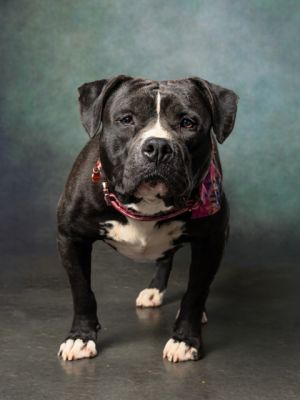Beef Boy Pit Bull Terrier Dog