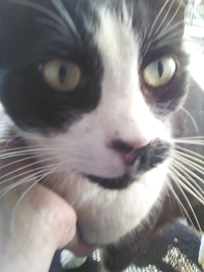 Sir