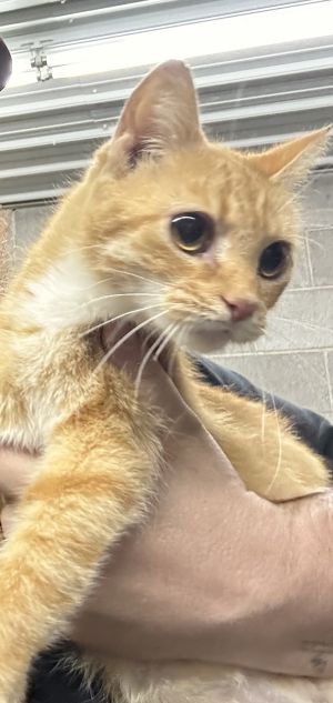 Piper, Adult Female Domestic Short Hair