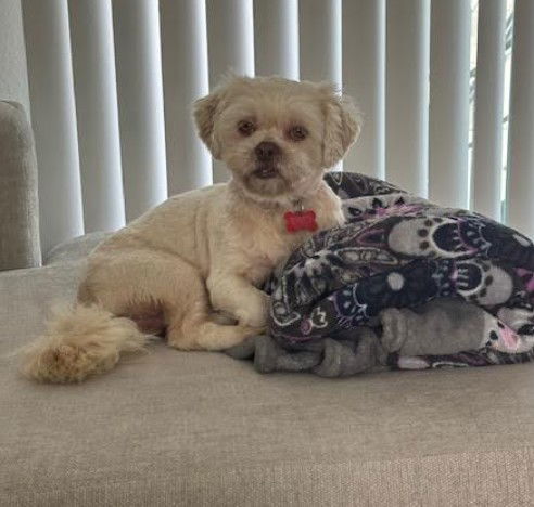 Gizmo