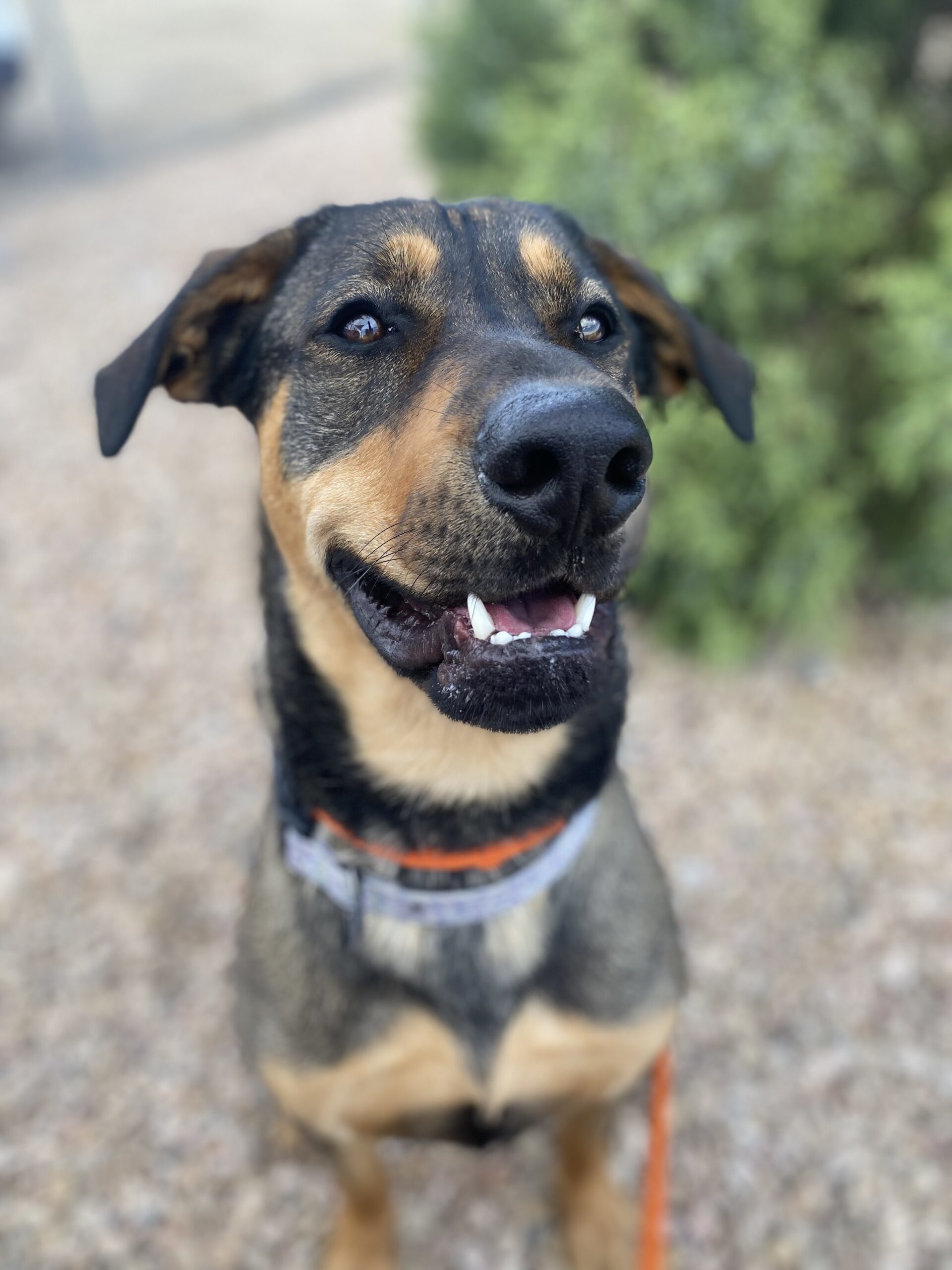 Calvin, an adoptable Rottweiler, German Shepherd Dog in Grand Junction, CO, 81503 | Photo Image 1
