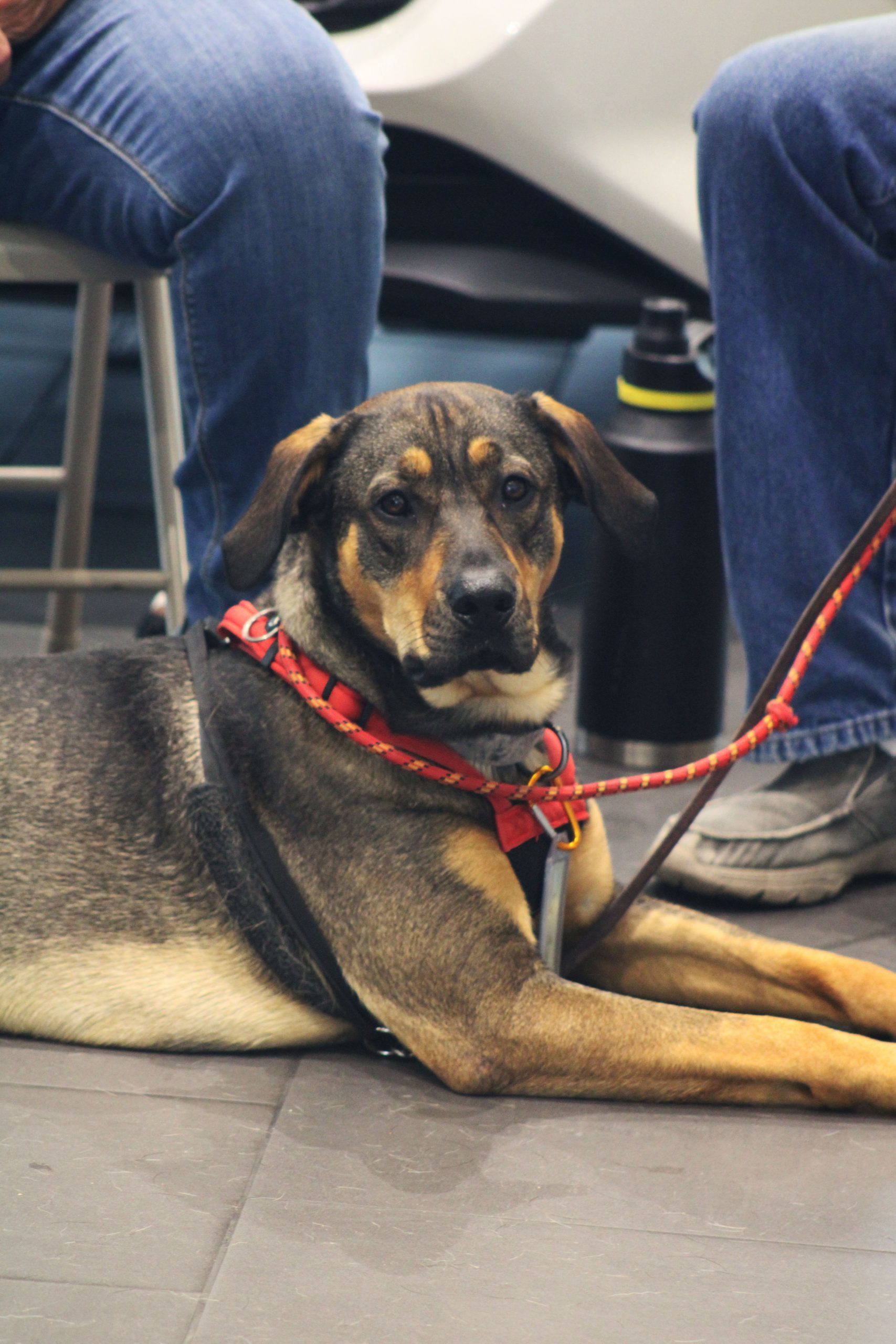 Calvin, an adoptable Rottweiler, German Shepherd Dog in Grand Junction, CO, 81503 | Photo Image 1