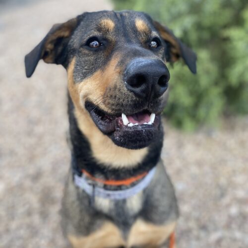 Calvin, an adoptable Rottweiler, German Shepherd Dog in Grand Junction, CO, 81503 | Photo Image 2