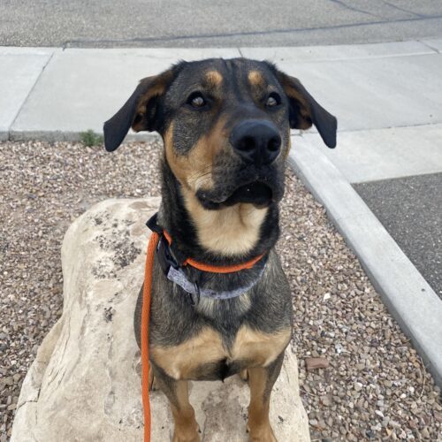 Calvin, an adoptable Rottweiler, German Shepherd Dog in Grand Junction, CO, 81503 | Photo Image 3