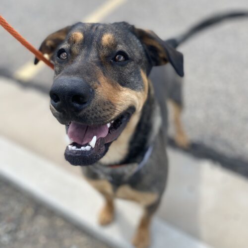 Calvin, an adoptable Rottweiler, German Shepherd Dog in Grand Junction, CO, 81503 | Photo Image 4