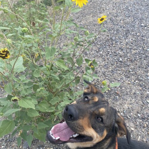 Calvin, an adoptable Rottweiler, German Shepherd Dog in Grand Junction, CO, 81503 | Photo Image 5