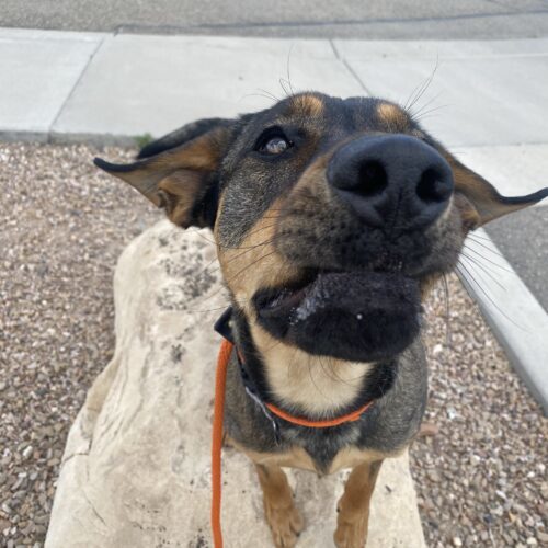 Calvin, an adoptable Rottweiler, German Shepherd Dog in Grand Junction, CO, 81503 | Photo Image 6