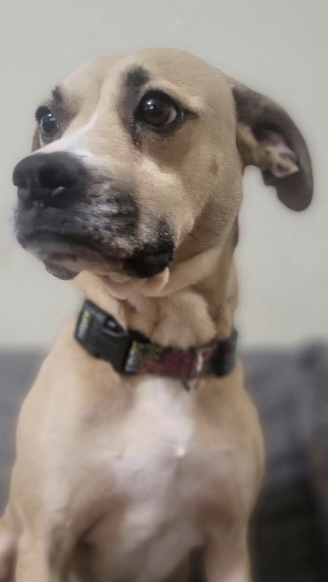 Gypsy