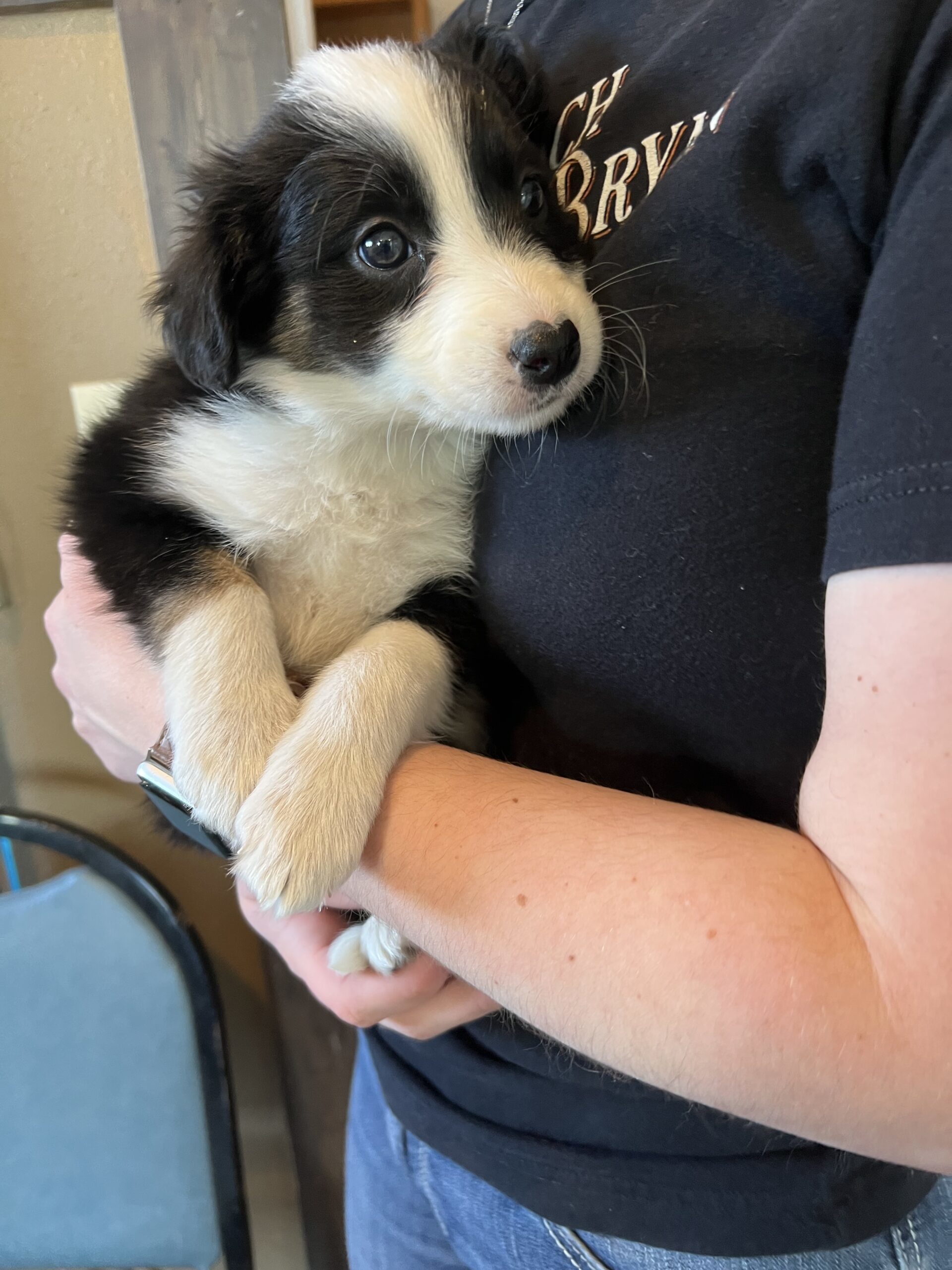 Willow, an adoptable Border Collie, Australian Shepherd in Dillon, MT, 59725 | Photo Image 1
