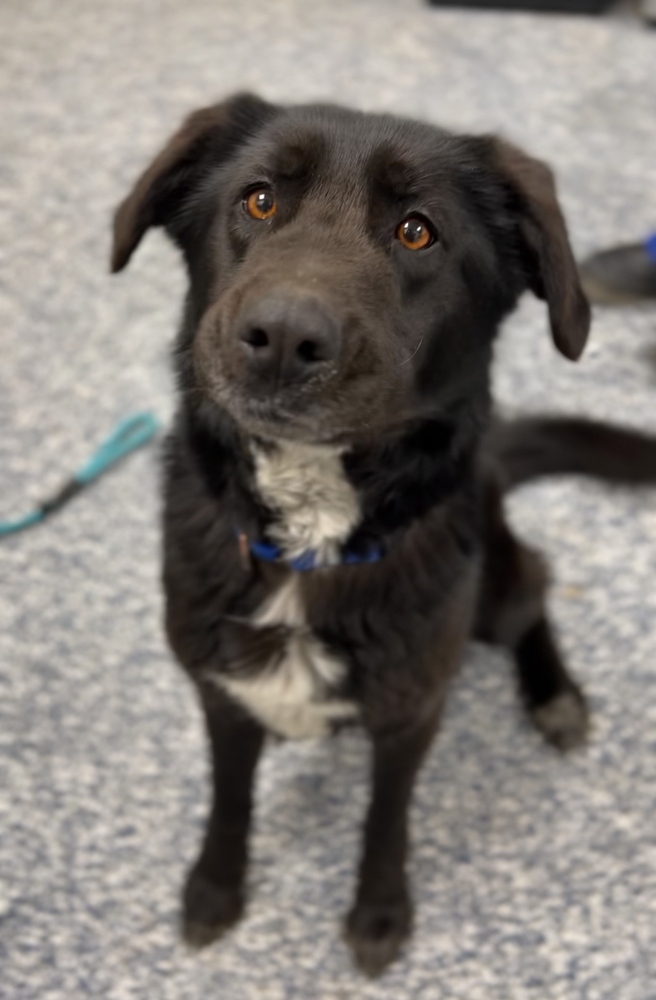Luna, an adoptable German Shepherd Dog, Mixed Breed in Bemidji, MN, 56601 | Photo Image 1