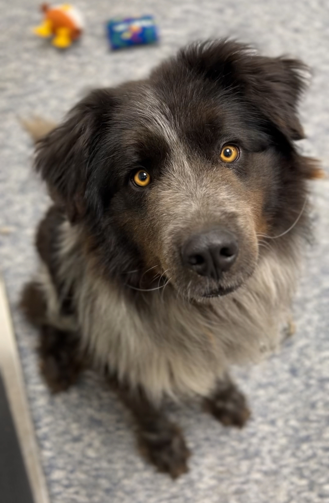 Frank, an adoptable Mixed Breed in Bemidji, MN, 56601 | Photo Image 1