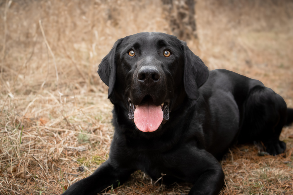 Micah, an adoptable Mixed Breed in Bemidji, MN, 56601 | Photo Image 1