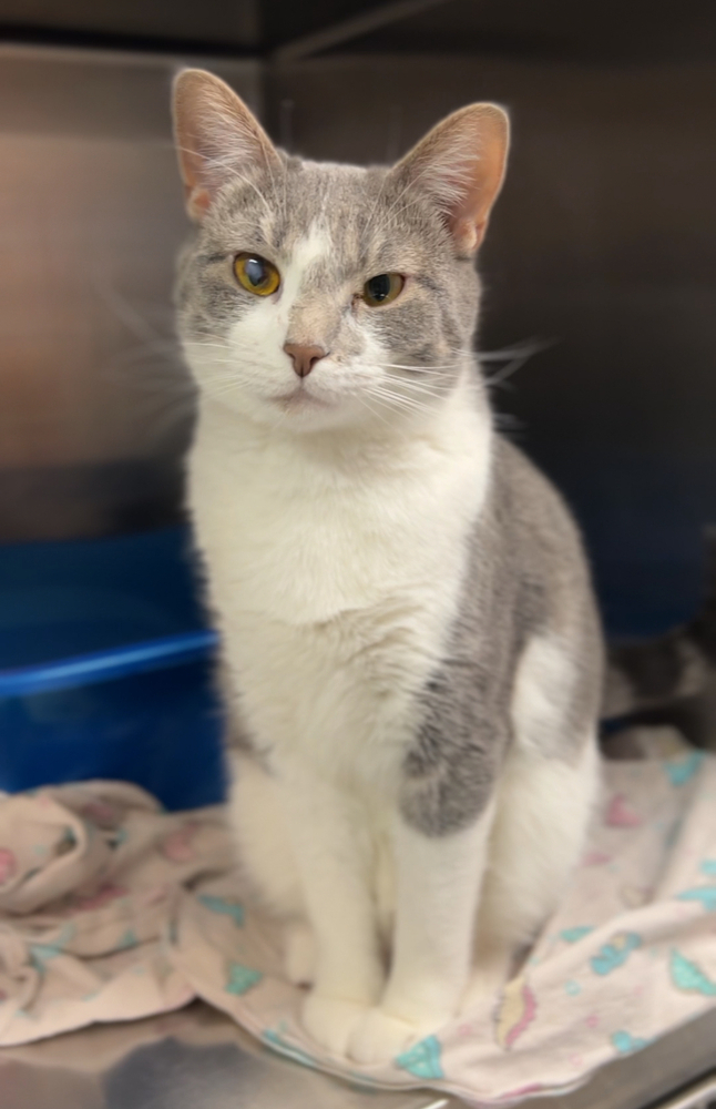 Widow, an adoptable Domestic Short Hair in Bemidji, MN, 56601 | Photo Image 1