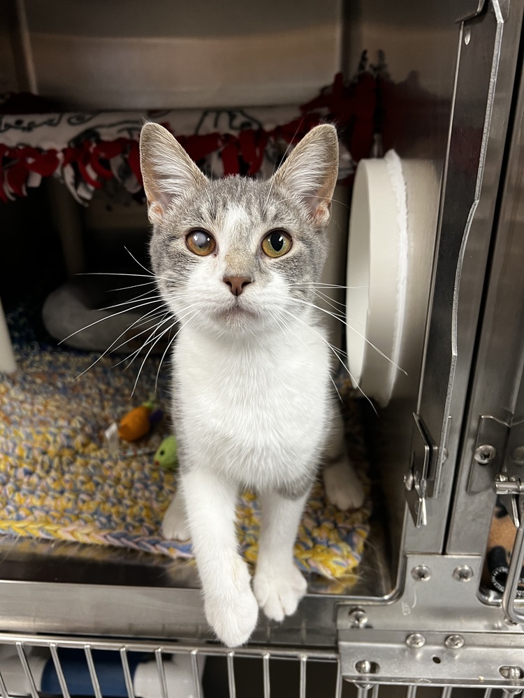 Widow, an adoptable Domestic Short Hair in Bemidji, MN, 56601 | Photo Image 2