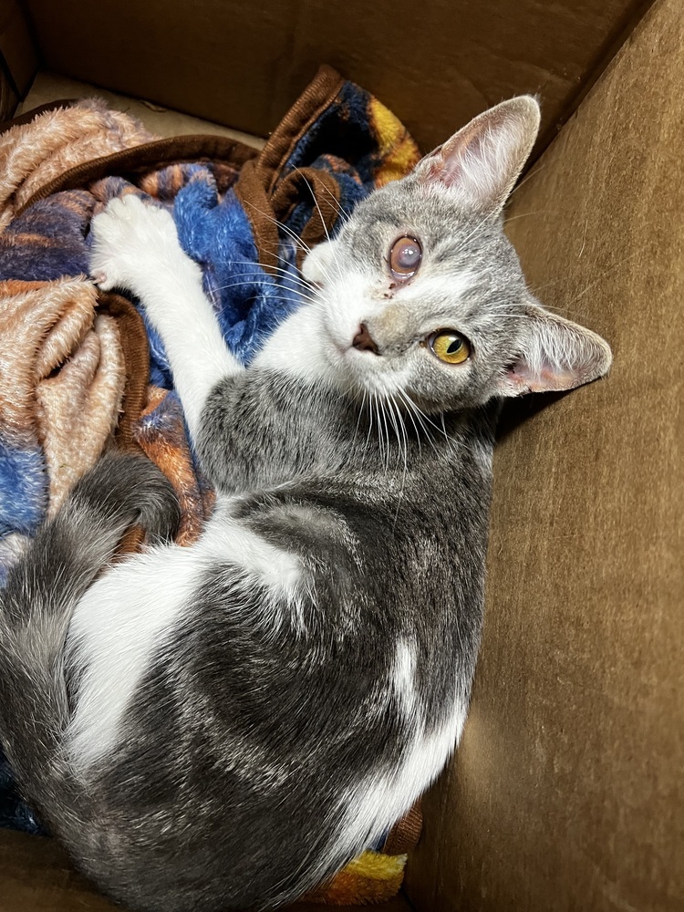 Widow, an adoptable Domestic Short Hair in Bemidji, MN, 56601 | Photo Image 3