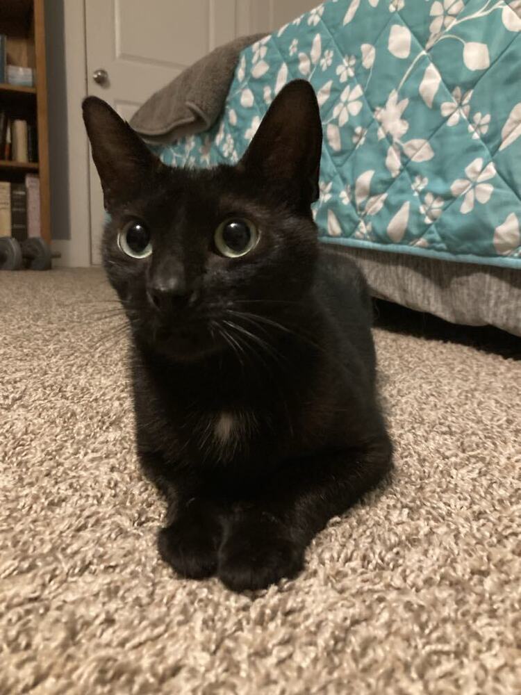 Emerald-Adopt or Foster to Adopt