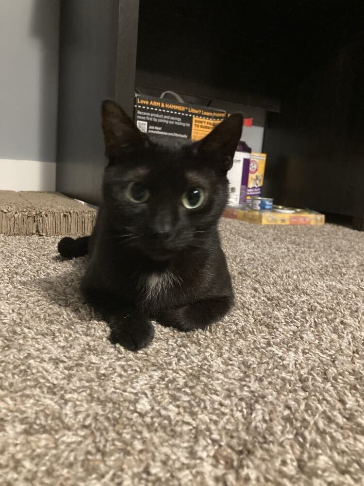 Emerald-Adopt or Foster to Adopt