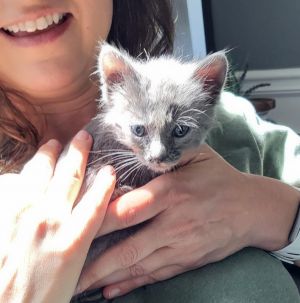 Simba is a gorgeous grey kitten with a heart as soft as his fur Born around 31425 this little lo
