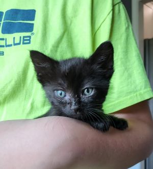 Meet Pumba - the ultimate cuddlebug with a motor that never quits This adorable black and white boy