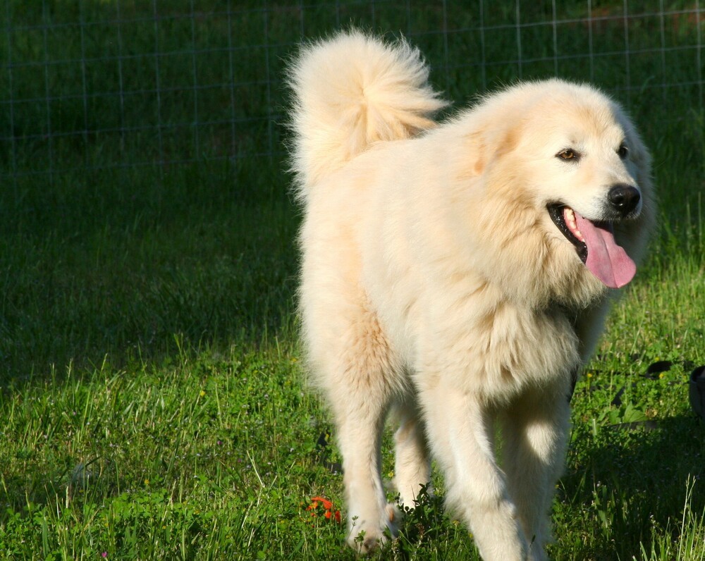 Hutch