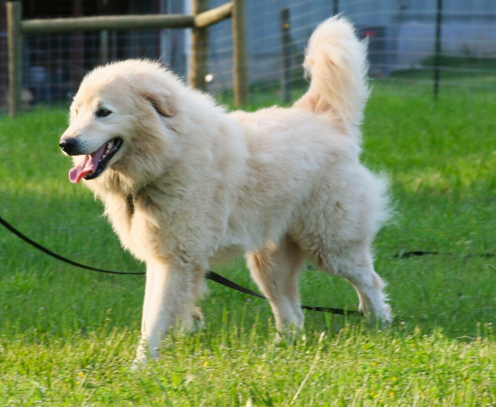 Hutch