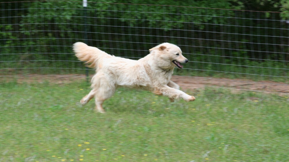 Hutch