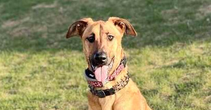 Mira - Located in IA, an adoptable Belgian Shepherd / Malinois, Doberman Pinscher in Sioux City, IA, 51102 | Photo Image 1