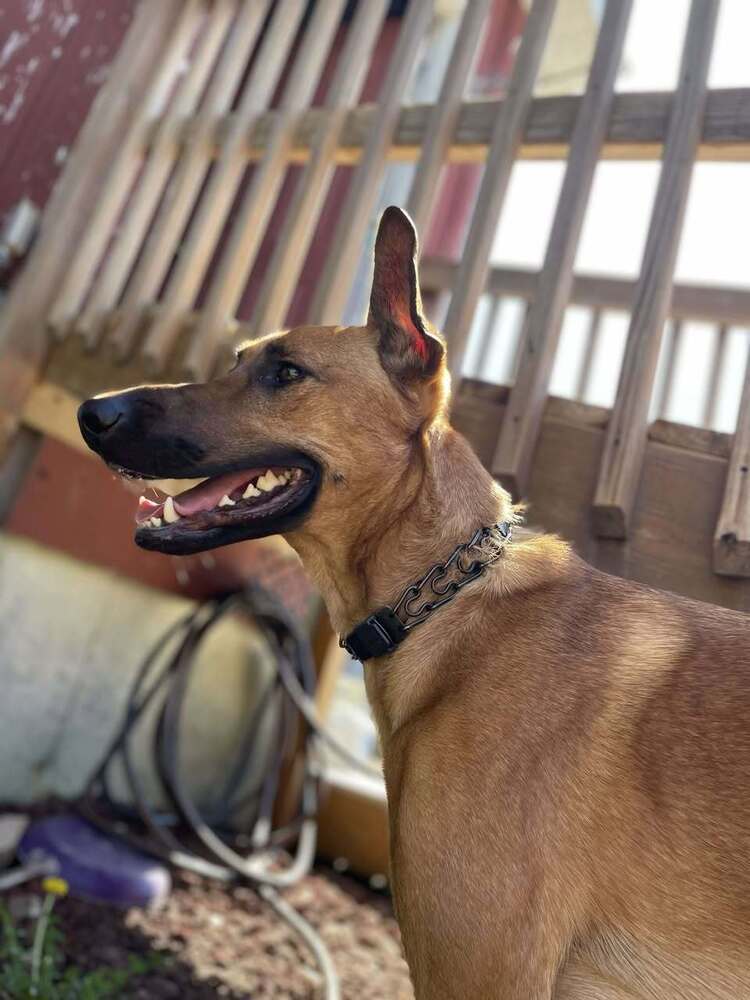 Mira - Located in IA, an adoptable Belgian Shepherd / Malinois, Doberman Pinscher in Sioux City, IA, 51102 | Photo Image 2