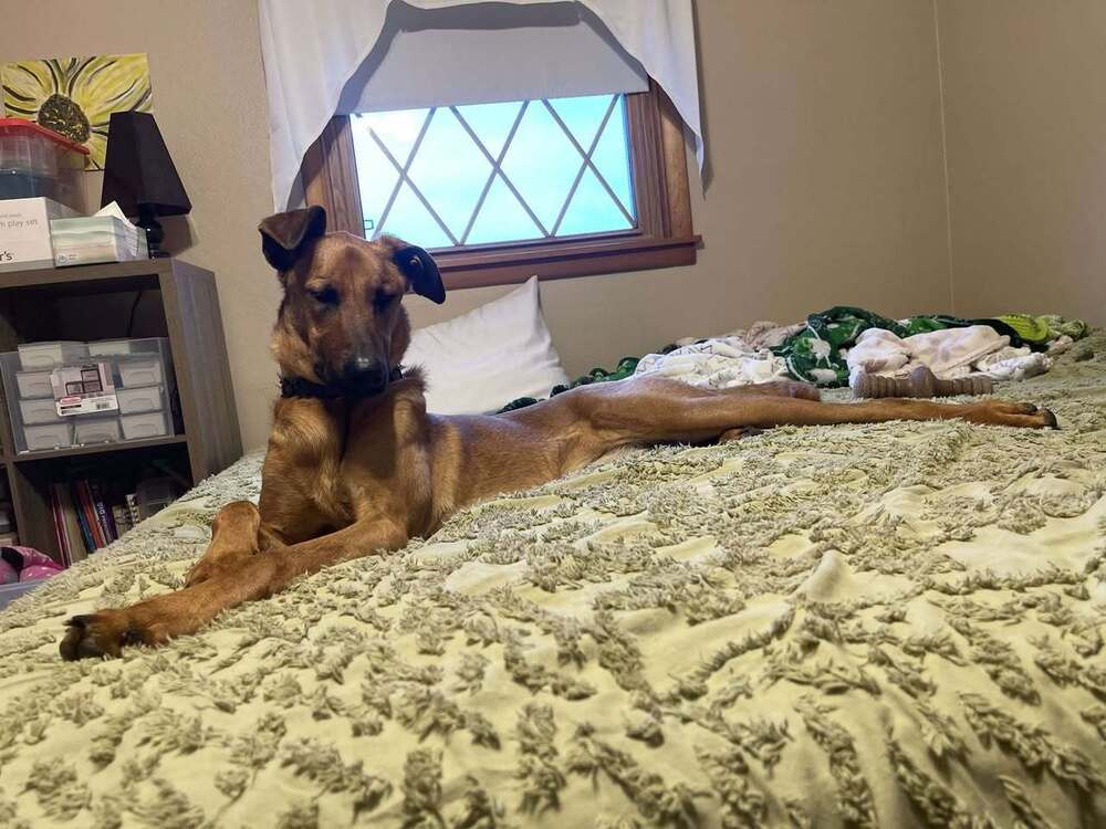 Mira - Located in IA, an adoptable Belgian Shepherd / Malinois, Doberman Pinscher in Sioux City, IA, 51102 | Photo Image 3