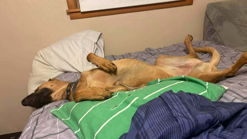 Mira - Located in IA, an adoptable Belgian Shepherd / Malinois, Doberman Pinscher in Sioux City, IA, 51102 | Photo Image 4