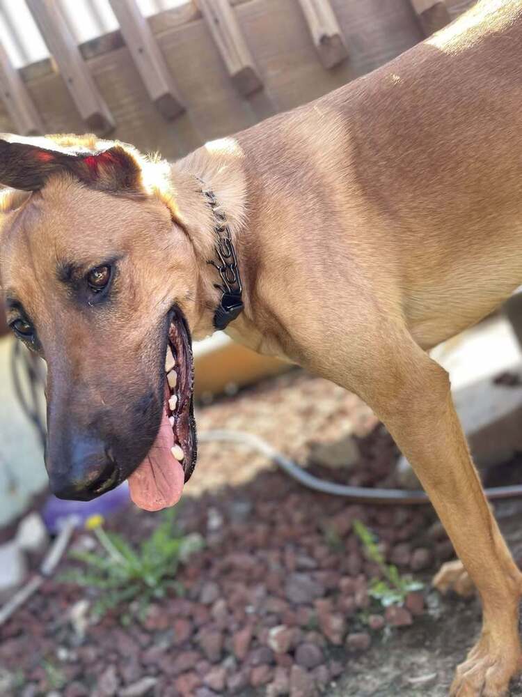 Mira - Located in IA, an adoptable Belgian Shepherd / Malinois, Doberman Pinscher in Sioux City, IA, 51102 | Photo Image 5