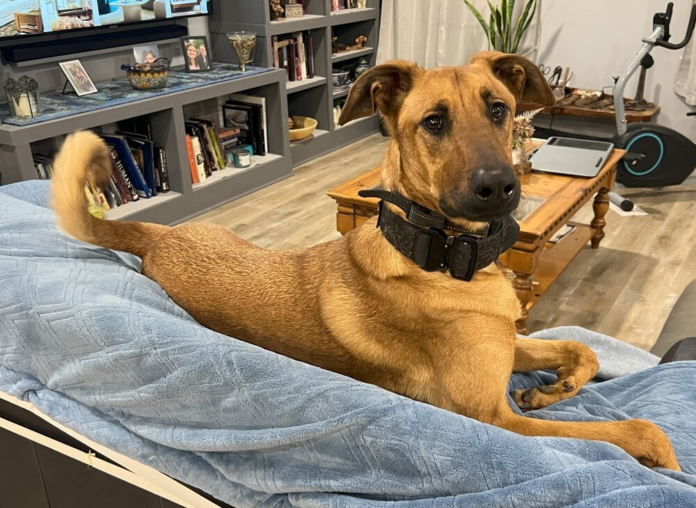 Mira - Located in IA, an adoptable Belgian Shepherd / Malinois, Doberman Pinscher in Sioux City, IA, 51102 | Photo Image 6