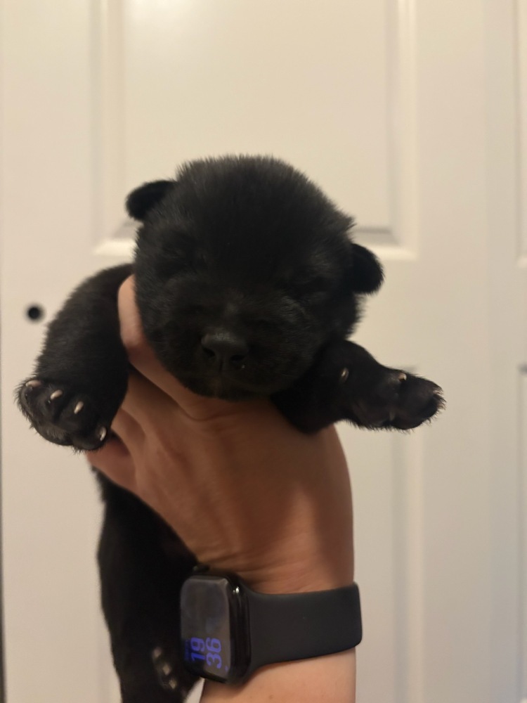 Wizard of Oz litter - Toto located in west TX
