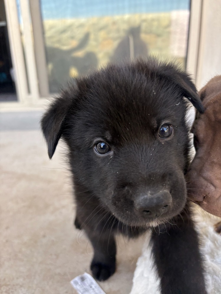 Wizard of Oz litter - Toto located in west TX