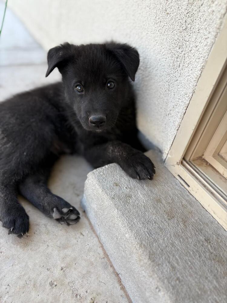 Wizard of Oz litter - Toto located in west TX