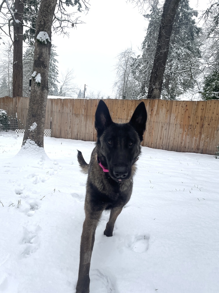 Basil - Located in OR
