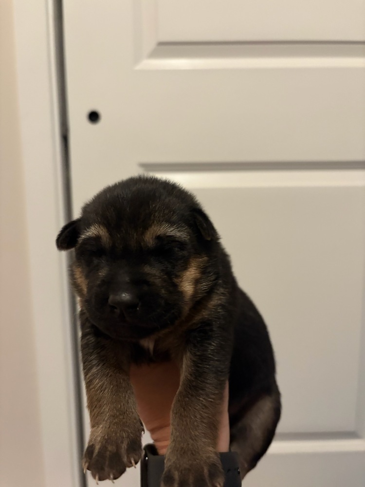 Wizard of Oz litter - Elphy located in west TX