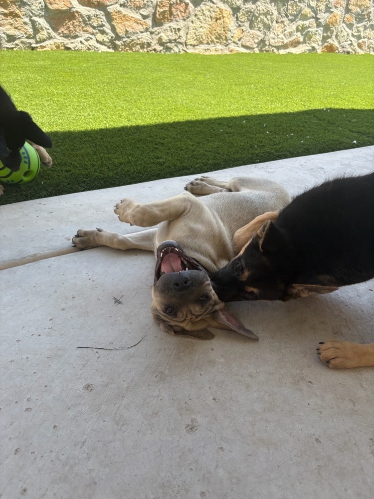 Wizard of Oz litter - Elphy located in west TX