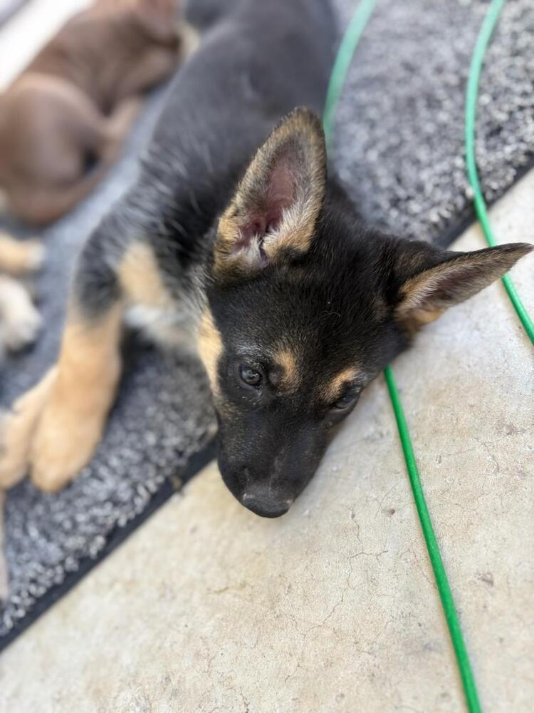 Wizard of Oz litter - Elphy located in west TX