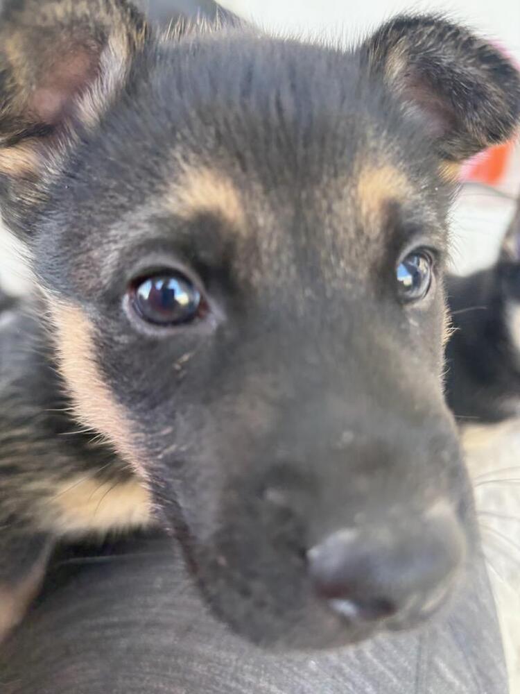 Wizard of Oz litter - Elphy located in west TX