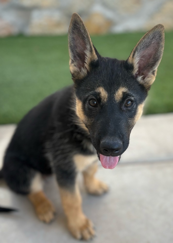 Wizard of Oz litter - Elphy located in west TX