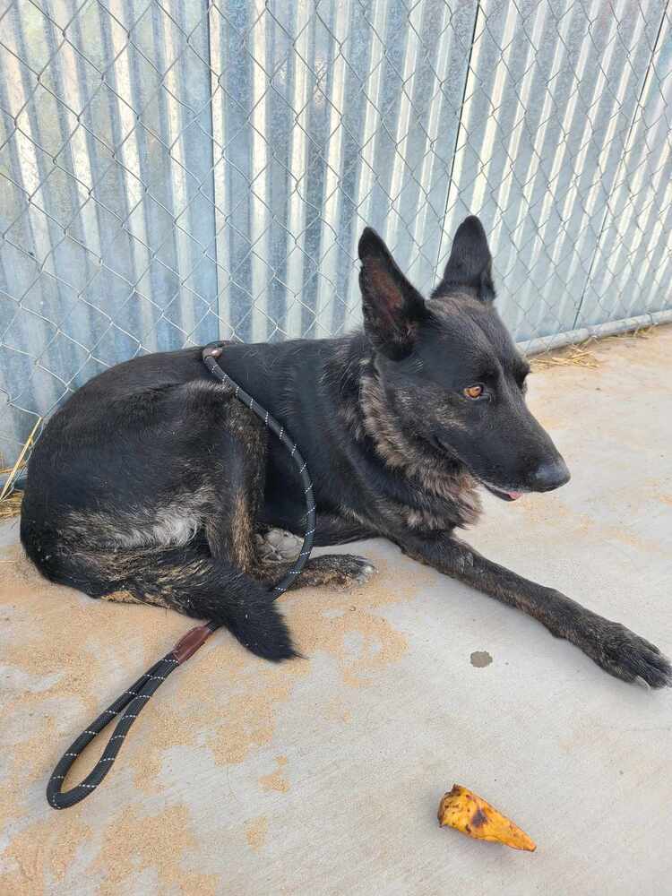 Nova the tripod - Located in NM