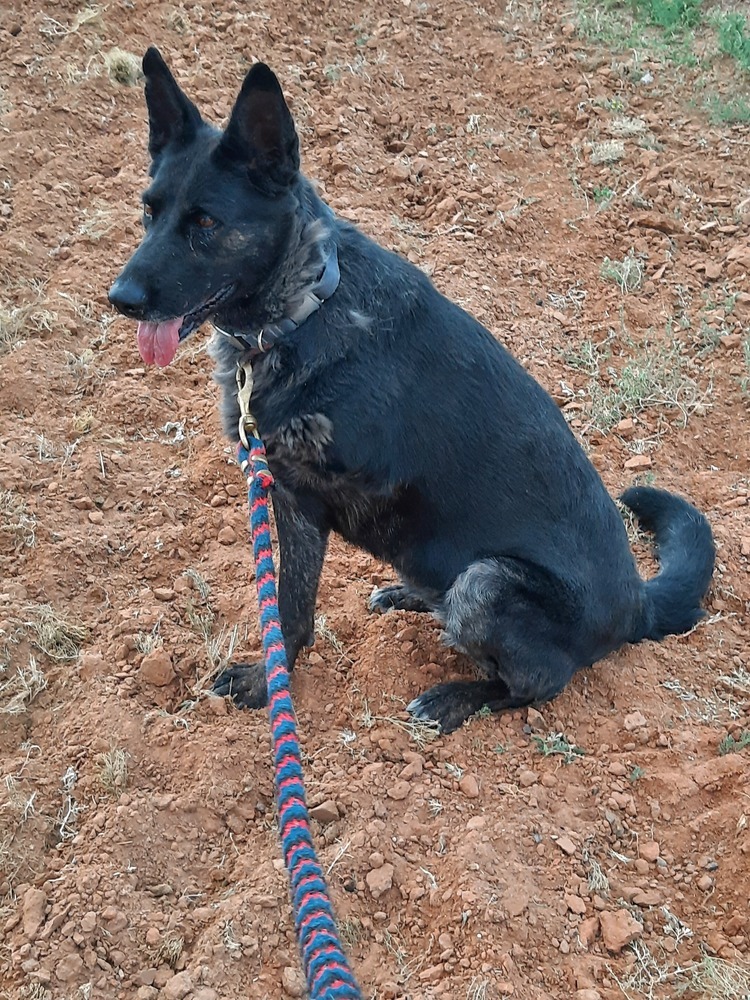 Nova the tripod - Located in NM